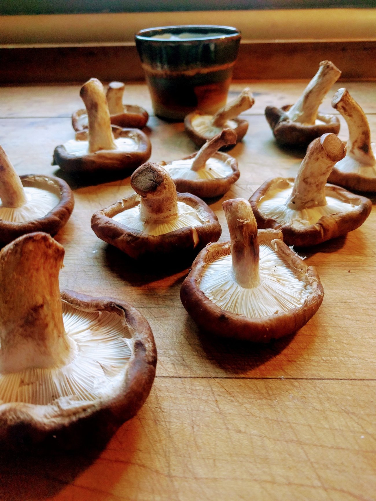 shrooms & pottery shrooms & pottery