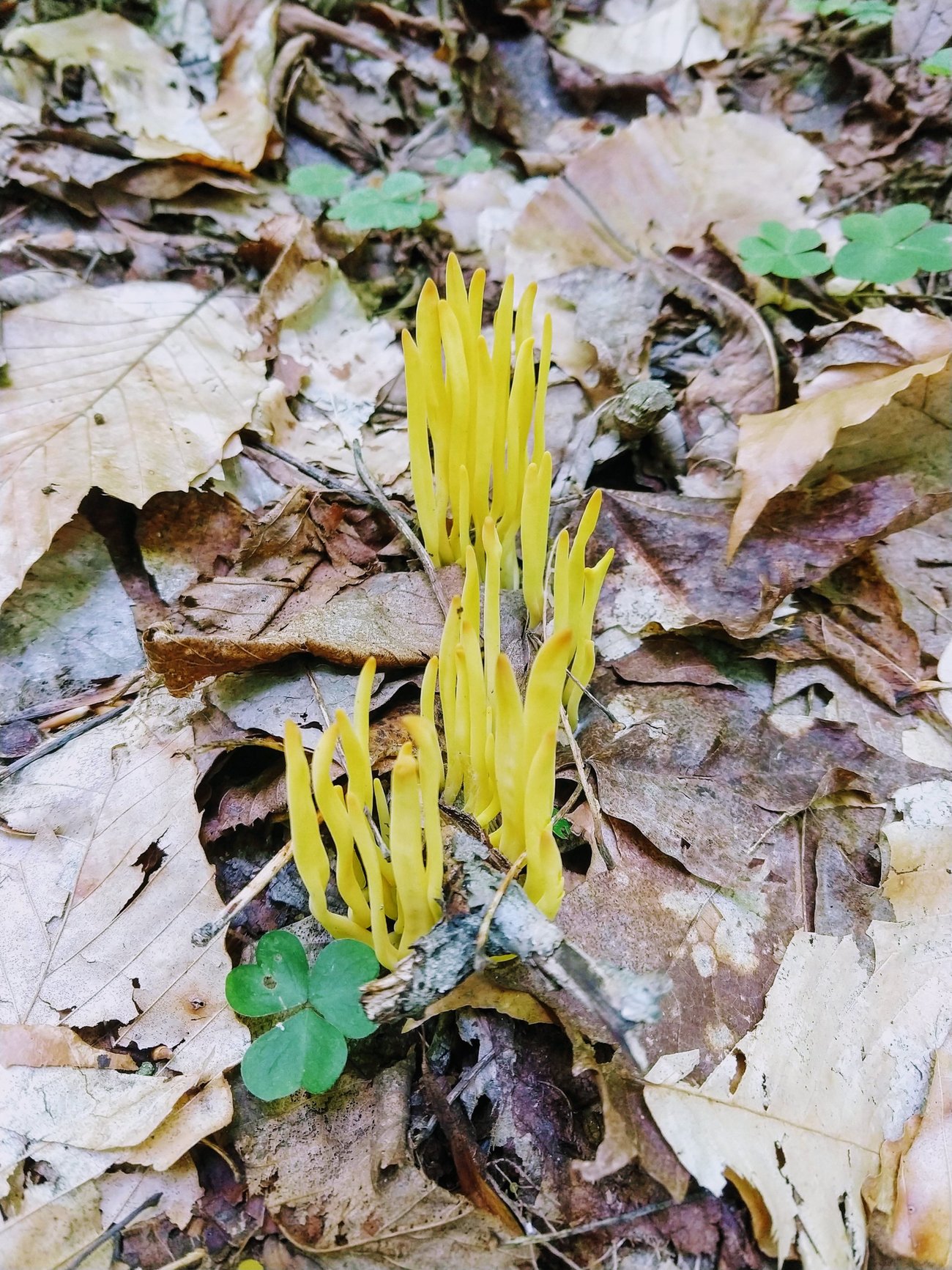 Maine Mushroom Peaks Kinney State Park Maine Mushroom Peaks Kinney State Park