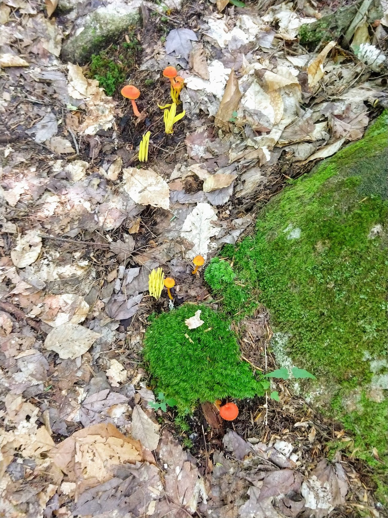 Maine Mushroom Peaks Kinney State Park Maine Mushroom Peaks Kinney State Park