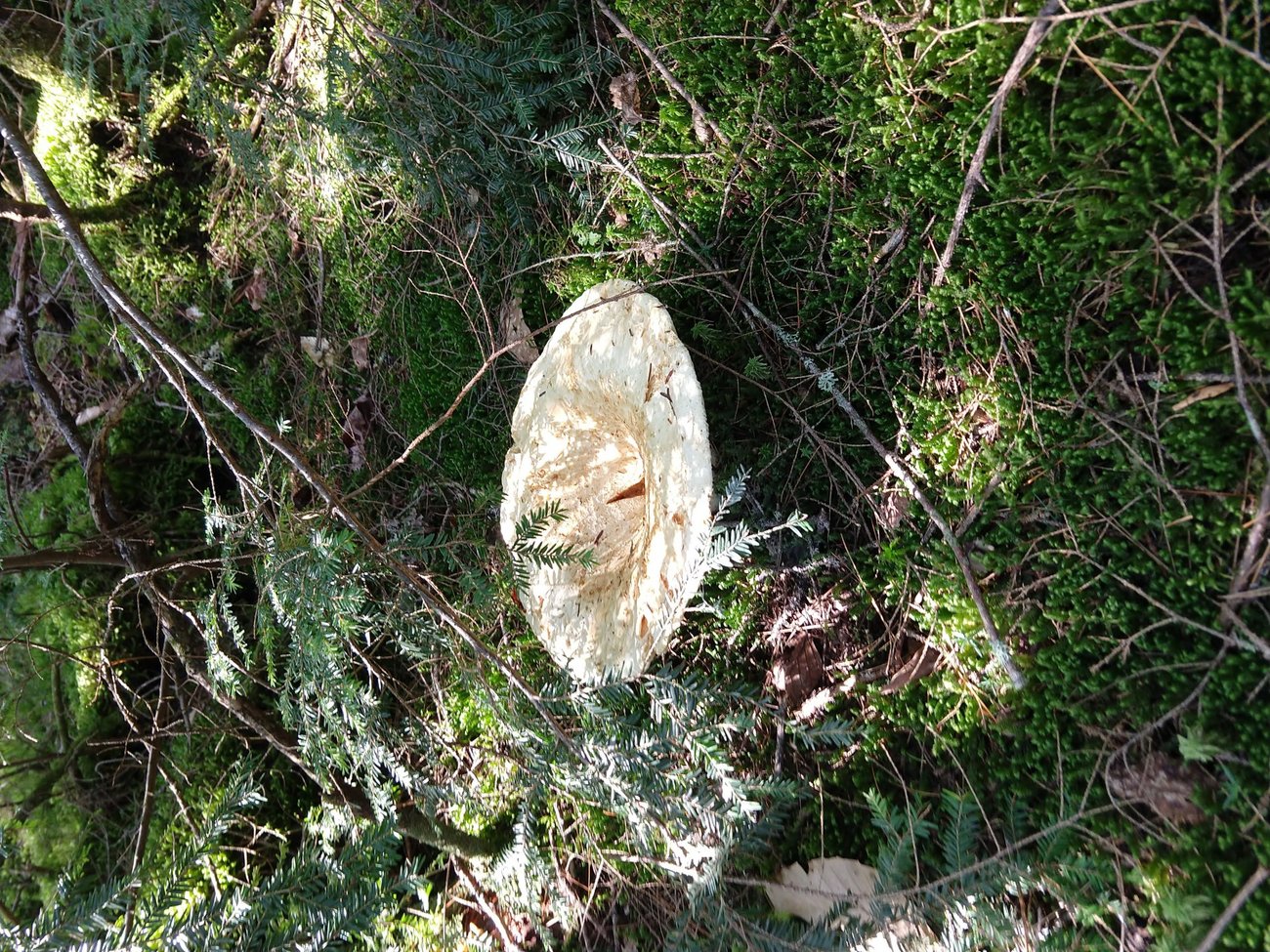 Maine Mushroom Peaks Kinney State Park