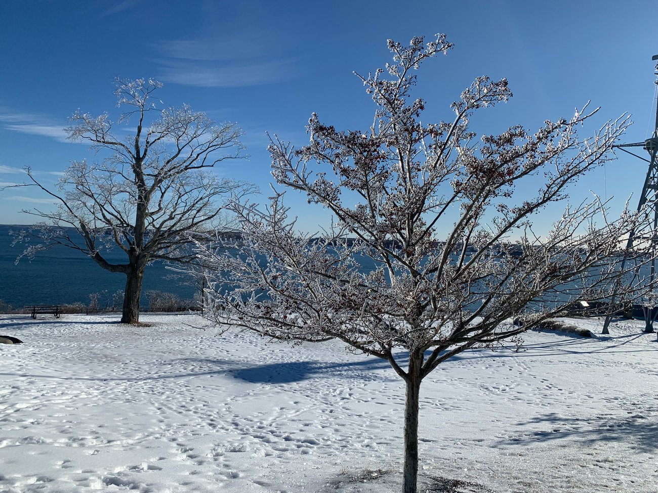 Frozen Trees Eastern Promenade