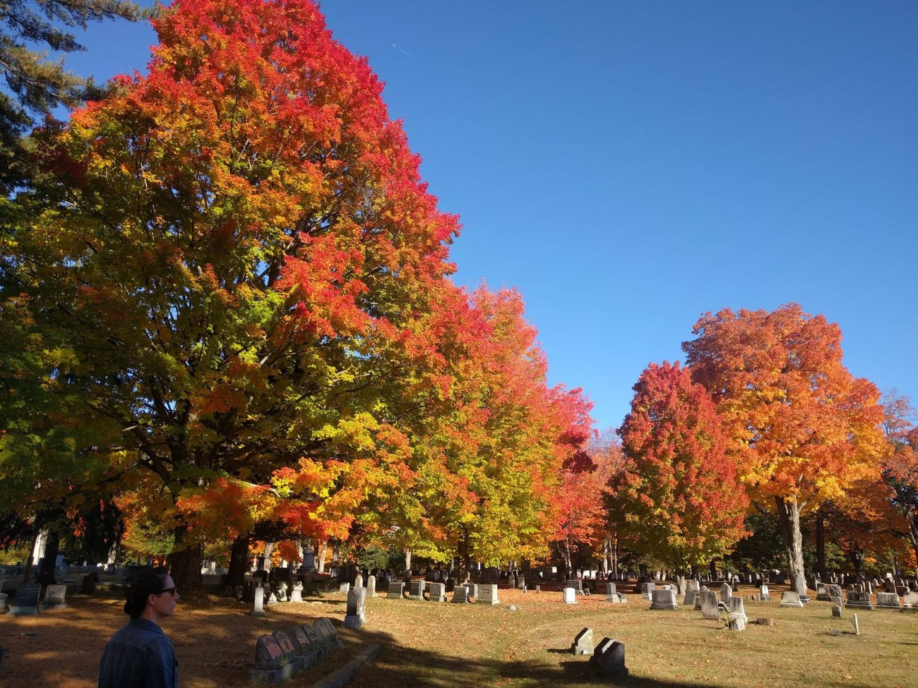 evergreen cemetery foliage evergreen cemetery foliage