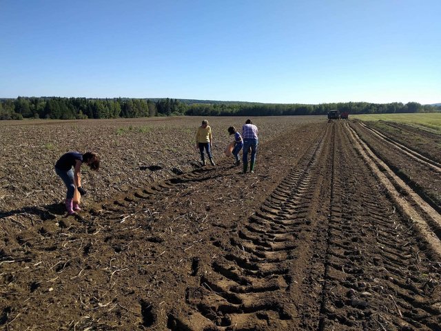 Following the Potato Harvester